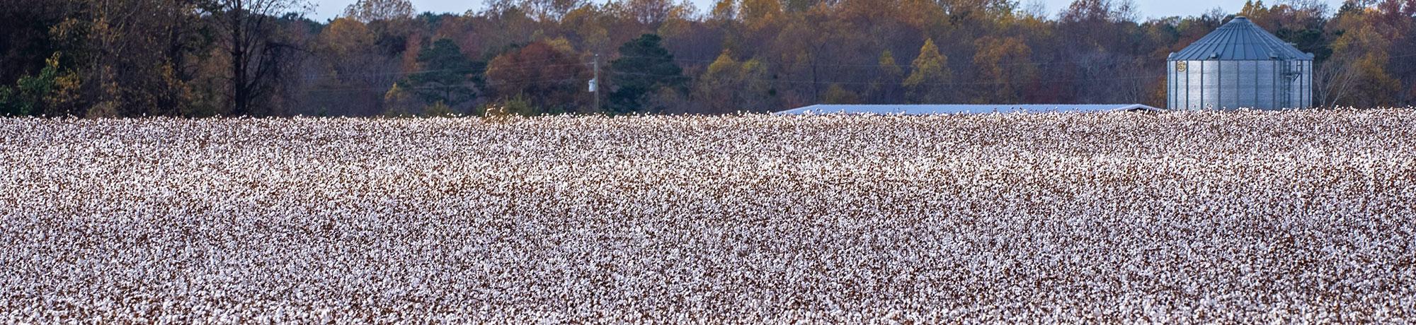 field of cotton
